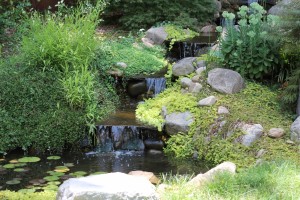 Koi Pond