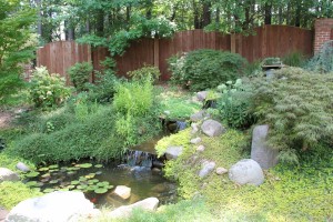 Koi Pond